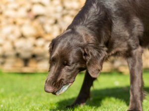 Köpeğinizin Safra Kusmasının 7 Nedeni