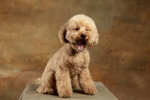 Maltipoo: Bu Cins Hakkında Her Şey