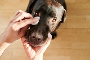 Köpeklerde 6 Tip Göz Akıntısı (ve ne anlama geldikleri)