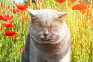 Kedilerde Ters Hapşırma: Belirtileri ve Tedavisi