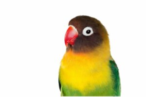 Muhabbet Kuşları Hakkında 11 İlginç Gerçek