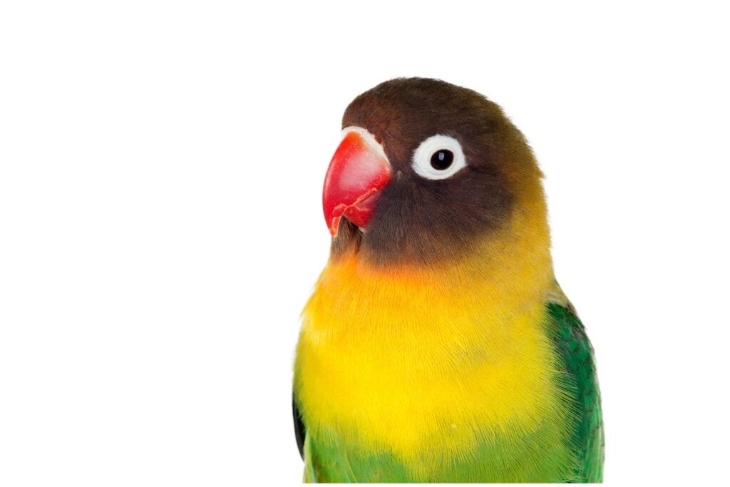 Muhabbet Kuşları Hakkında 11 İlginç Gerçek