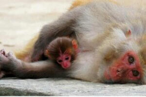 Doğurgan Hayvanlar ve Memeliler Arasındaki Farklar