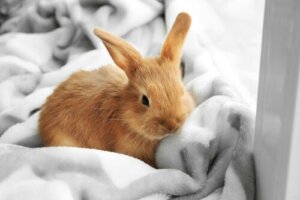 Cüce Tavşan Bakım Önerileri