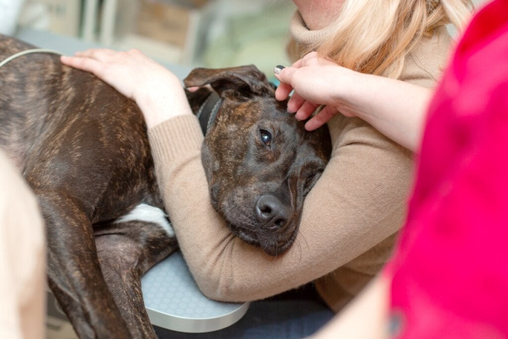 Dişi Köpeklerde Distosi: Nedenleri, Belirtileri ve Tedavisi