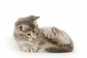 Kediler Neden Anüslerini Koklar?