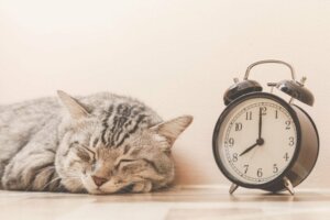Kedinizin Ömrünü İyileştirmek ve Uzatmak için 10 İpucu