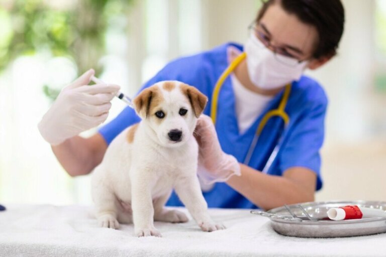 Köpekler için DHPP veya 5'i 1 arada aşı nedir?