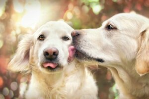Neden Bazı Köpekler Diğer Köpekleri Takıntılı Bir Şekilde Yalar?