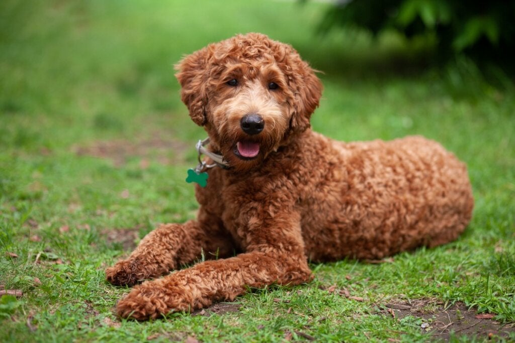 Labradoodle: Özellikleri ve Bakımı