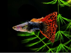 Yeni Başlayanlar İçin 12 Balık