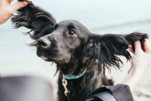 Köpeğim Kulaklarını Çok Kaşıyor: Normal mi?
