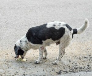 Köpeklerde Kusma İçin Ev Tedavileri
