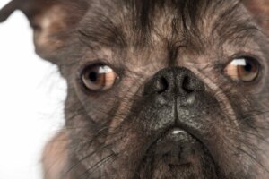 En Çirkin 12 Köpek Cinsi (Kimilerine Göre!)