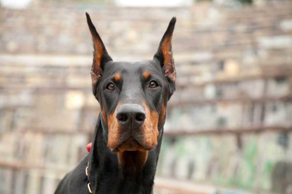 Bir Doberman'ı Eğitmek için 6 Adım