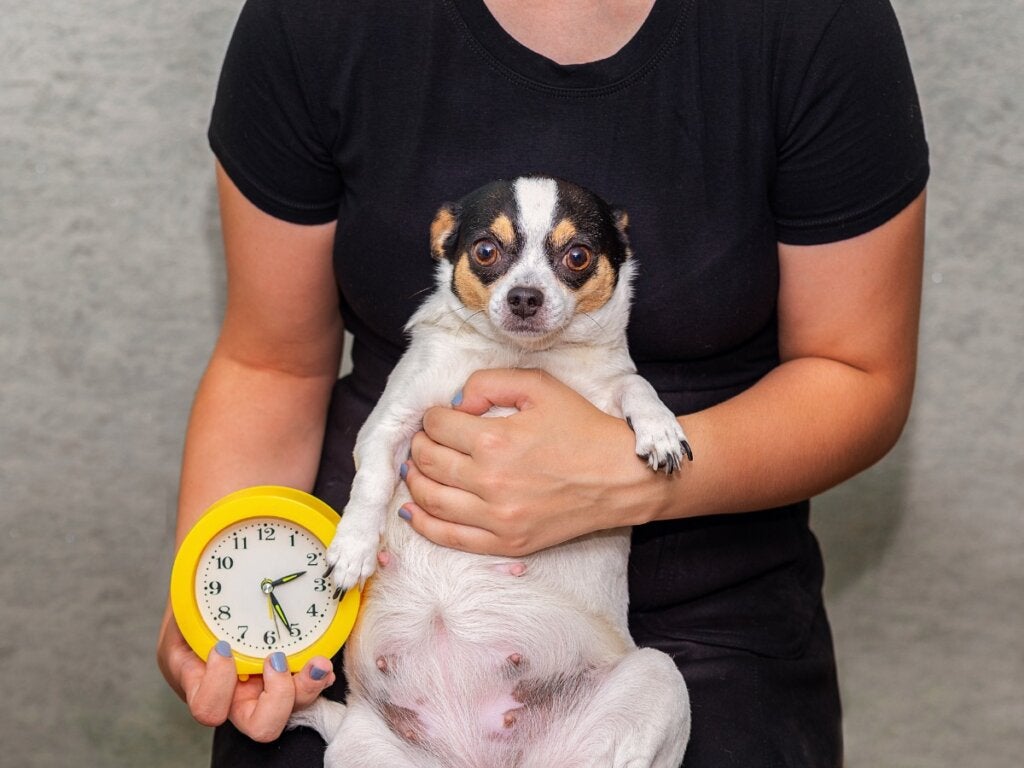 Bir Köpeğin Doğum Yapacağının 9 İşareti