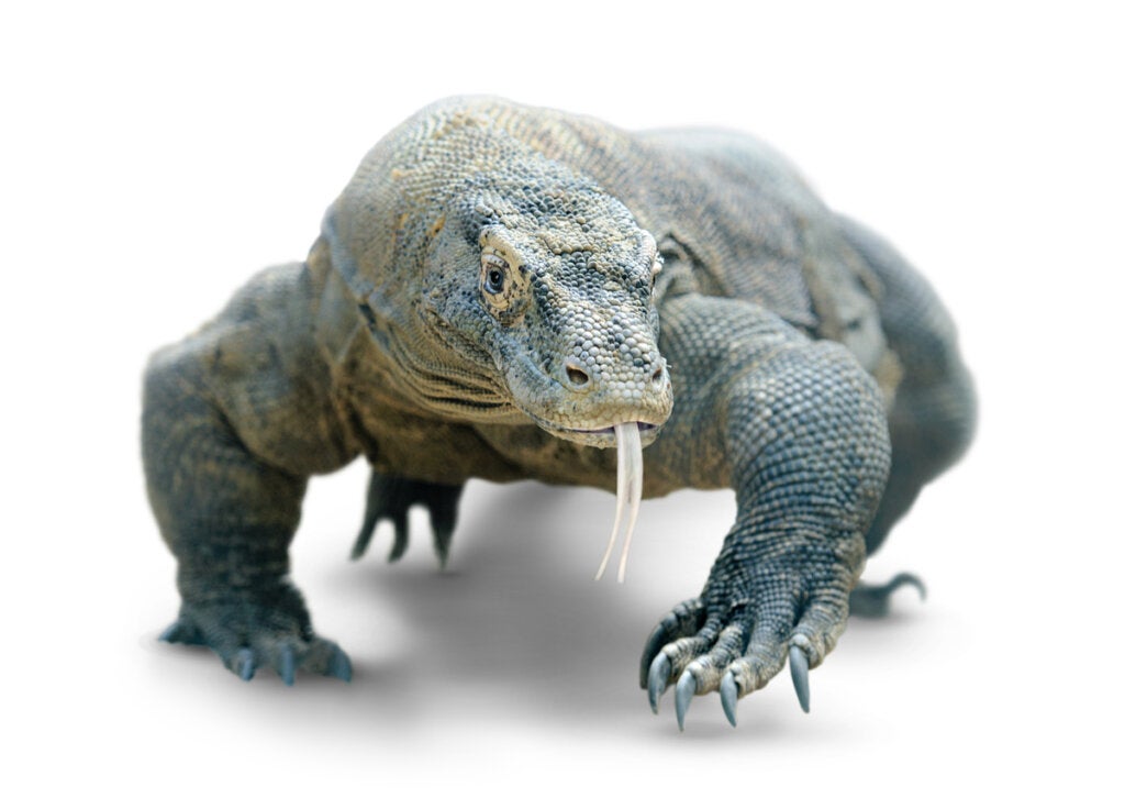 Komodo Ejderi Isırığı Neden Tehlikelidir?
