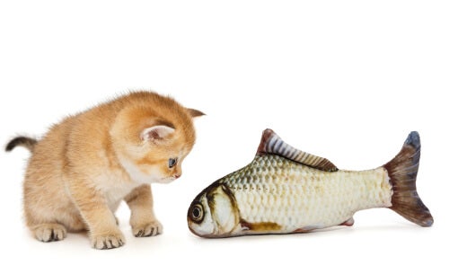 Kediler Hakkında Ev Anekdotları