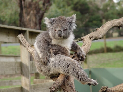 Koala Davranışları Hakkında Merak Ettikleriniz