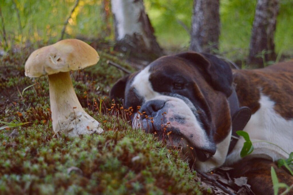 Köpeğiniz Mantar Yerse İzlenecek 7 İpucu