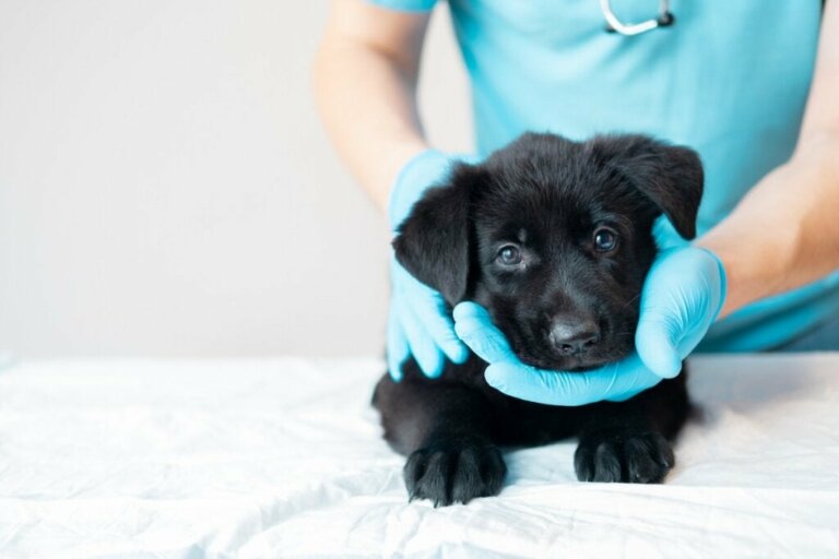 Yavru Köpekler İçin Aşı Takvimi: Bilmeniz Gereken Her Şey
