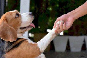 Köpeklerde Kırmızı Pati: Nedenleri ve Tedavisi