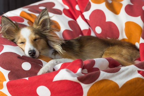 Köpeğinizi Yalnız Uyumaya Nasıl Alıştırırsınız?