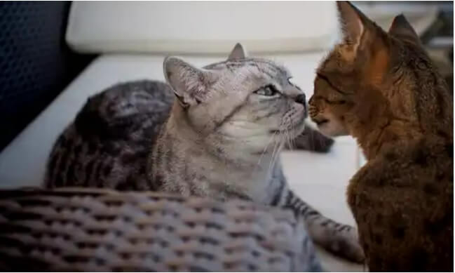 Kastrasyon Sonrası Kedilerde Fiziksel Değişiklikler