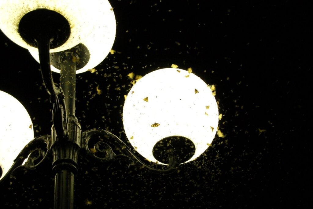 Işık Neden Böcekleri Çeker?