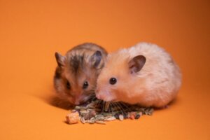Aynı Kafeste 2 Hamster Olması İyi Midir?