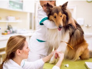 Köpeklerde Lenfödem: Belirtileri, Nedenleri ve Tedavisi