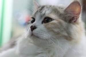 Kediniz Öksürüyor mu? Kedi Astımı Olabilir