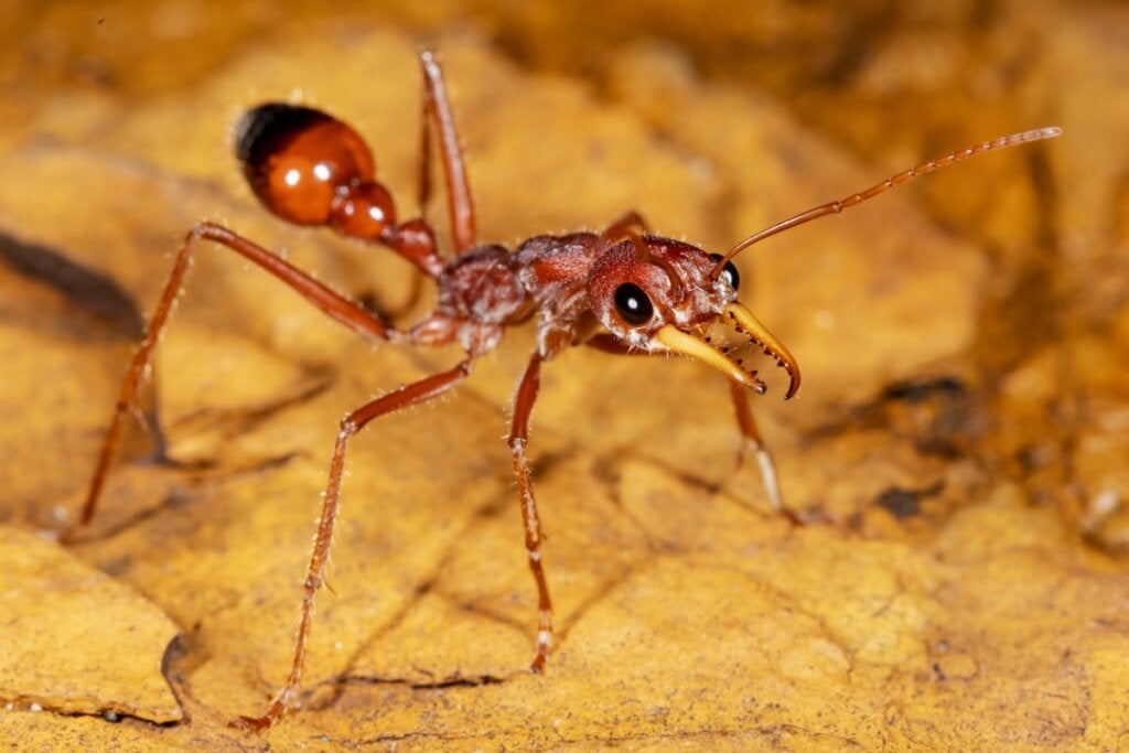 Dünyanın En Büyük Karıncası Hangisidir?