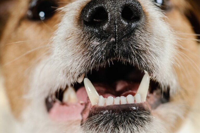 Köpeklerde 4 Çeşit Diş