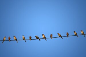 Elektrik Hatlarına Tünediklerinde Kuşlara Neden Elektrik Çarpmaz?