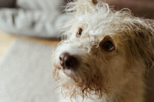 Köpeklerde Göz Akıntısı Türleri