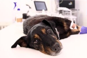 Köpeklerde Amfizem Nedir?