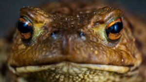 Zombi Kurbağası: Yeni Bir Amazon Türü