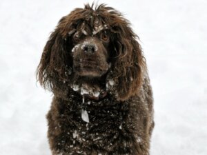 Boykin Spaniel: Bu Cins Hakkında Her Şey