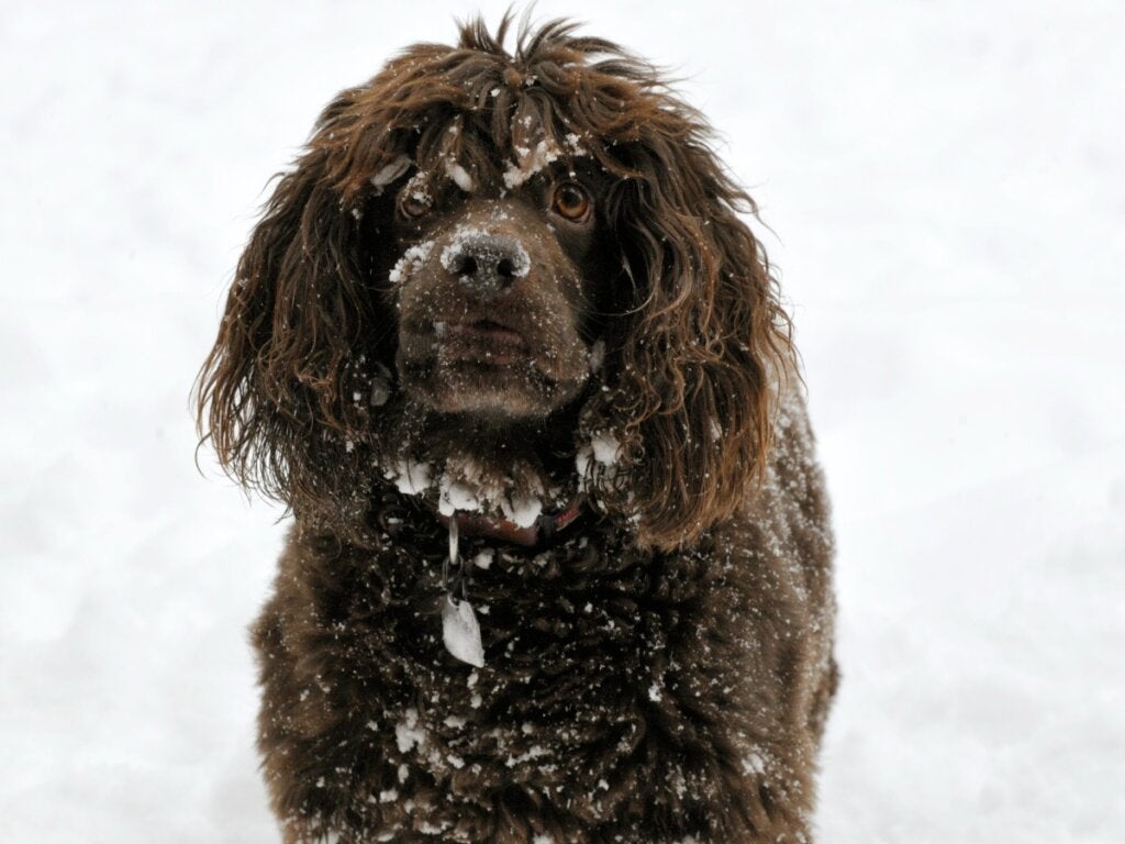 Boykin Spaniel: Bu Cins Hakkında Her Şey
