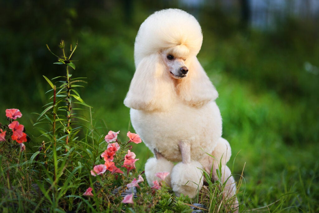 9 Su Köpeği Cinsi