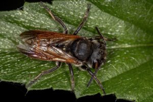 Dünyanın En Büyük Arısı 38 Yıl Sonra Yeniden Keşfedildi