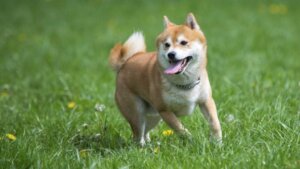Bilmeniz Gereken 7 Japon Köpek Cinsi
