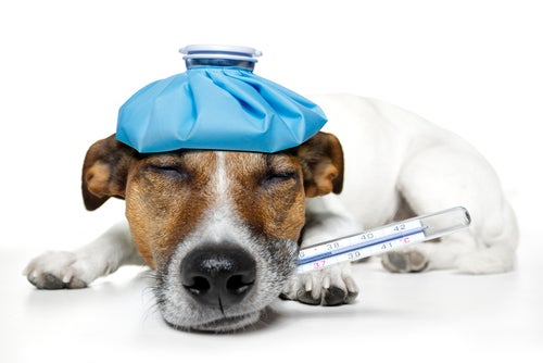 Köpeklerde İç Kanama Nedenleri ve Belirtileri