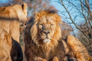 Aslan Yelesi Hakkında Merak Edilenler