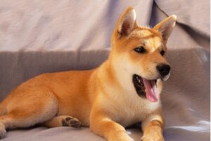 Tilkiye Benzeyen 12 Köpek Türü