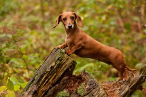 Dachshund 'larda En Yaygın Hastalıklar