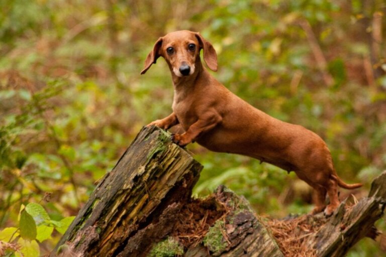 Dachshund 'larda En Yaygın Hastalıklar