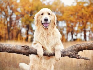 Köpeklerde Miyozit: Nedenleri, Belirtileri ve Tedavisi