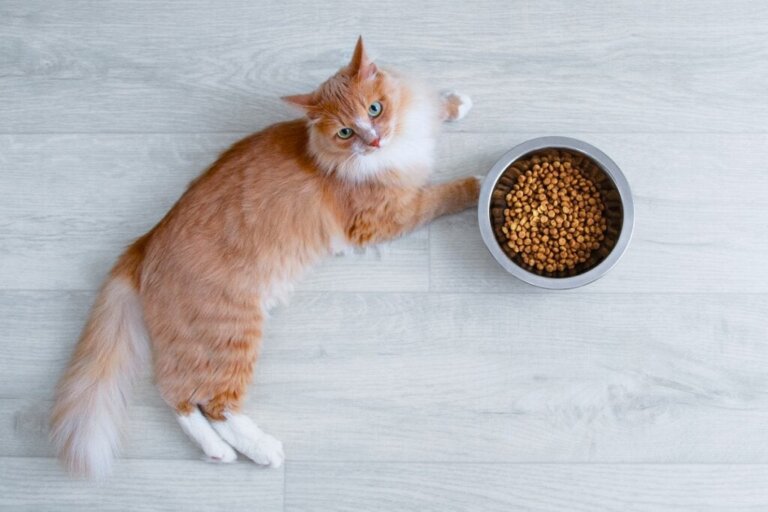 Kedi Yemek Yemek İstemediğinde Ne Yapmalı?